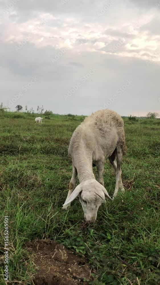 little lamb little lamb
