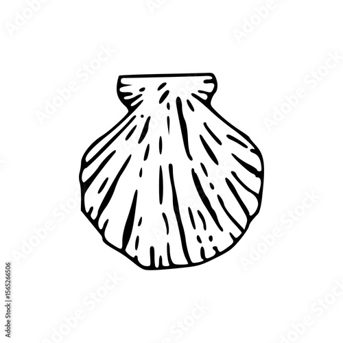 simple scallop shell line art vector
