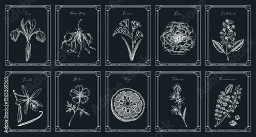 Vector set of botanical perfumery and cosmetic product label templates. Vintage hand-drawn illustration on chakboard. Retro style perfume designs. NOT AI generated 