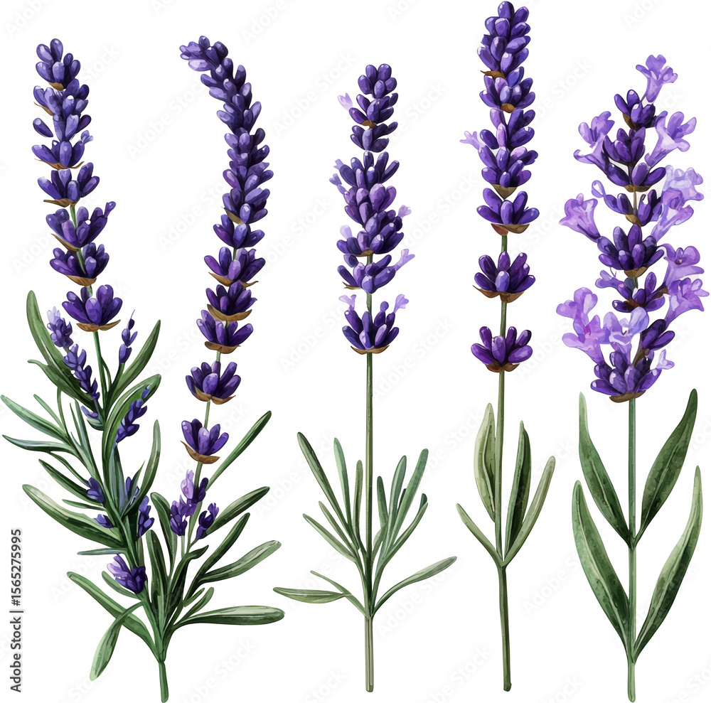 Fototapeta premium lavender flower 