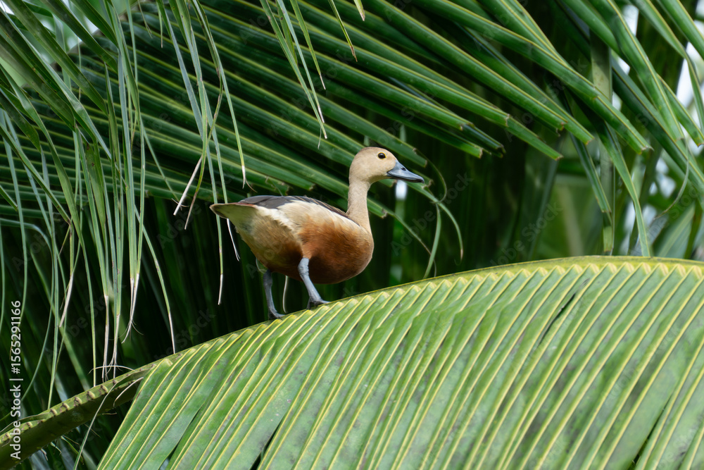 Fototapeta premium Duck Perched on a Palm Tree in a Natural Setting