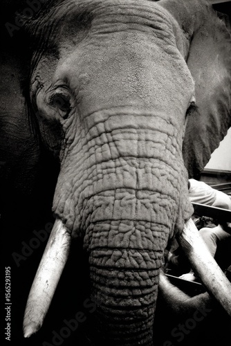 Wallpaper Mural A black and white photo of an elephant with tusks Torontodigital.ca