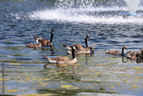 Foto small gaggle of geese and goslings floating on pond in summer sunshine (close-up