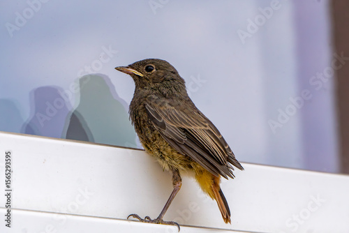 Fotografía Juvenile black redstart perched on a white windowsill or frame, with a visible reddish tail and dark plumage, against a blurred window background