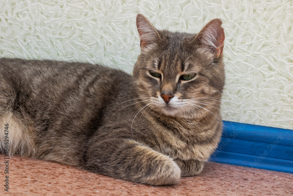 Obraz premium A soft, fluffy cat is laying on the floor, curiously gazing at camera