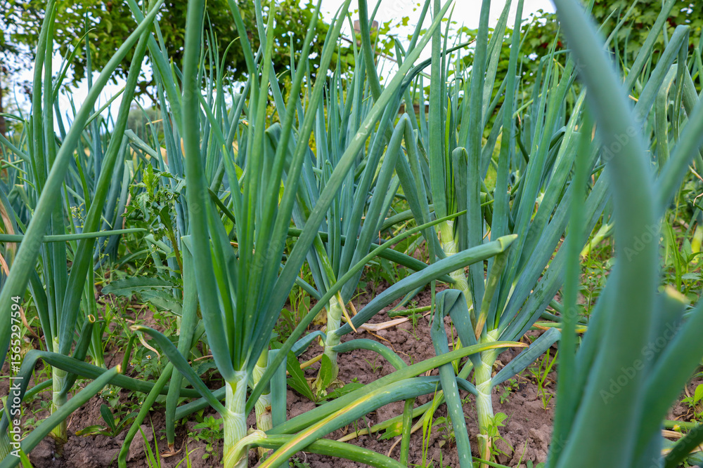 Obraz premium Young green onions with long leaves grow in a garden bed, creating an image of a fresh harvest. The shot emphasizes their natural beauty and readiness for culinary use.