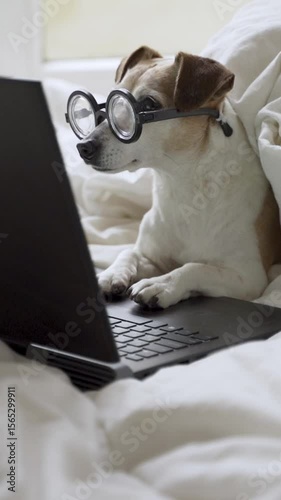 Dog in cozy white bed in poor vision  large round glasses looking at screen using laptop. freelancer working remotely. professional pet vertical video footage. seriously focused working from home