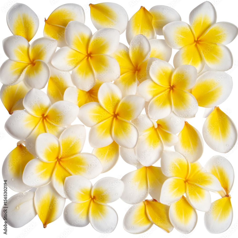 Obraz premium Scattered plumeria petals with water droplets, flat lay floral composition, transparent background PNG