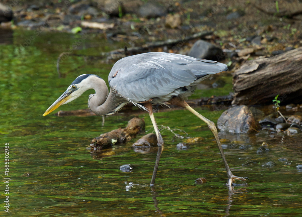 Fototapeta premium great blue heron