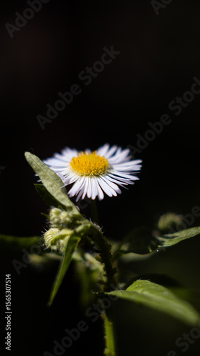 Isolated Daisy-like Bloom: Vintage Lens Solitude