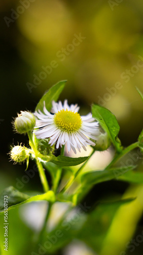 Dreamy Daisy: Soft Focus Bloom in a Lush Embrace. medicinal herbs