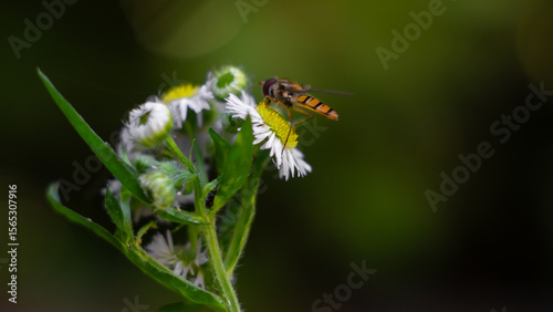Hoverfly Sipping Nectar on a Daisy-like Bloom