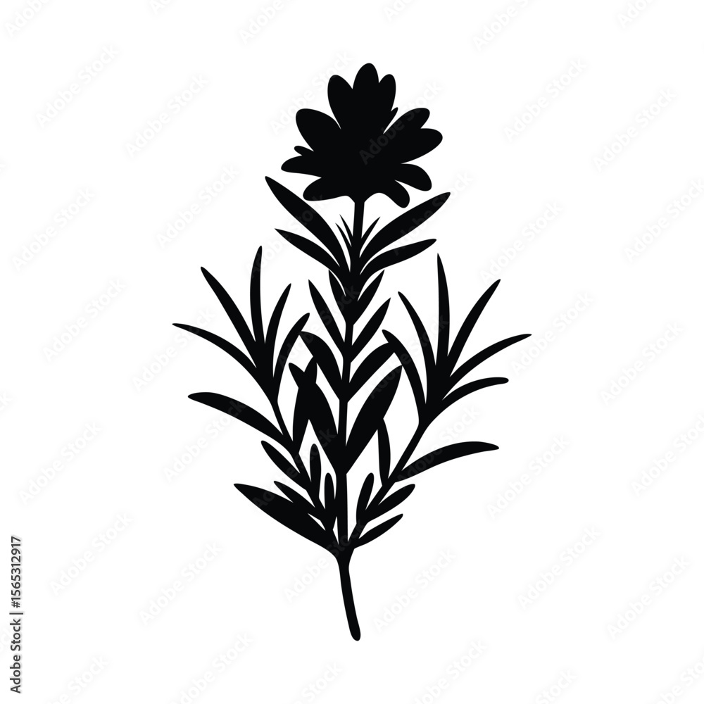 Fototapeta premium rosemary flower vector silhouette illustration