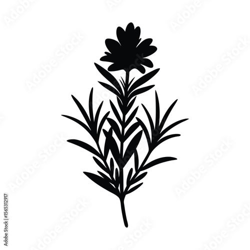 rosemary flower vector silhouette illustration