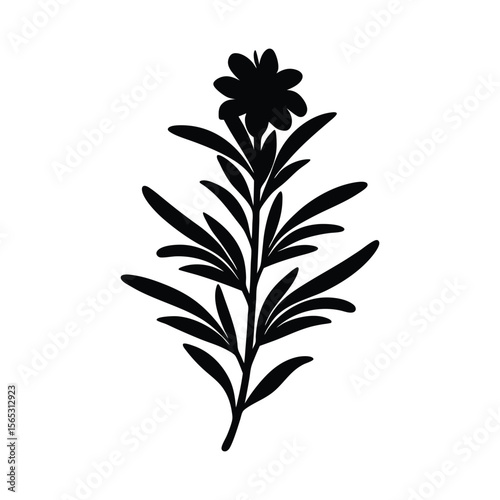 rosemary flower vector silhouette illustration