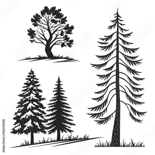 Black Silhouettes of Pine Trees Evergreen Conifers