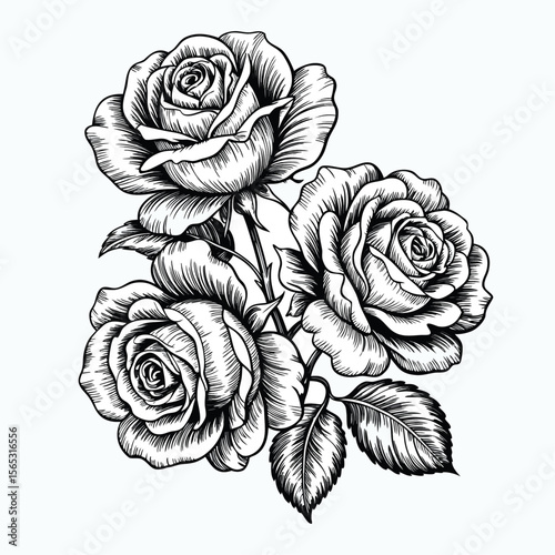 Drawing of roses, engraved style rose art, engraving roses black and white