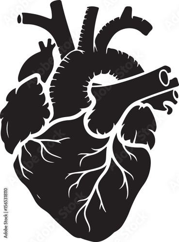 Anatomical Heart Illustration Black and White Silhouette of the Human Heart