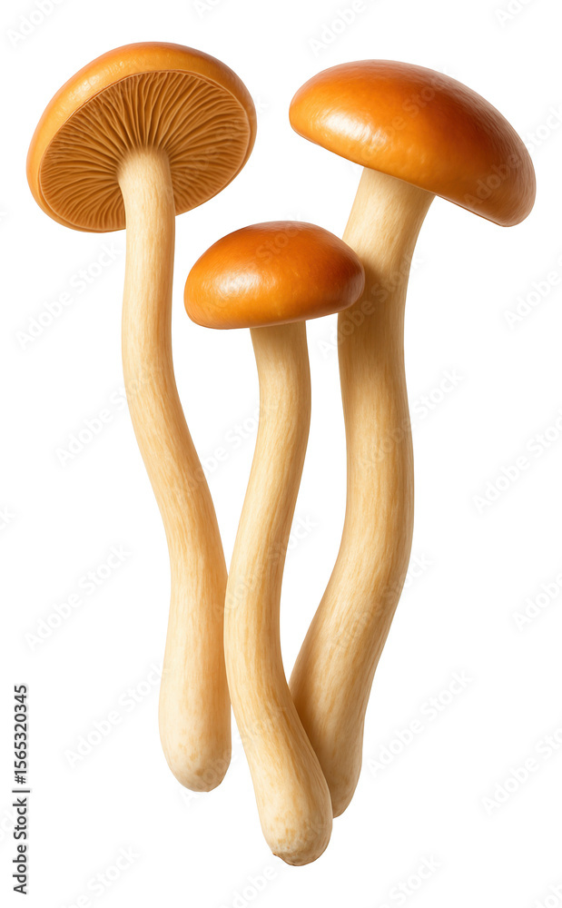Fototapeta premium Three enoki mushrooms with smooth orange caps and elongated creamy stems.