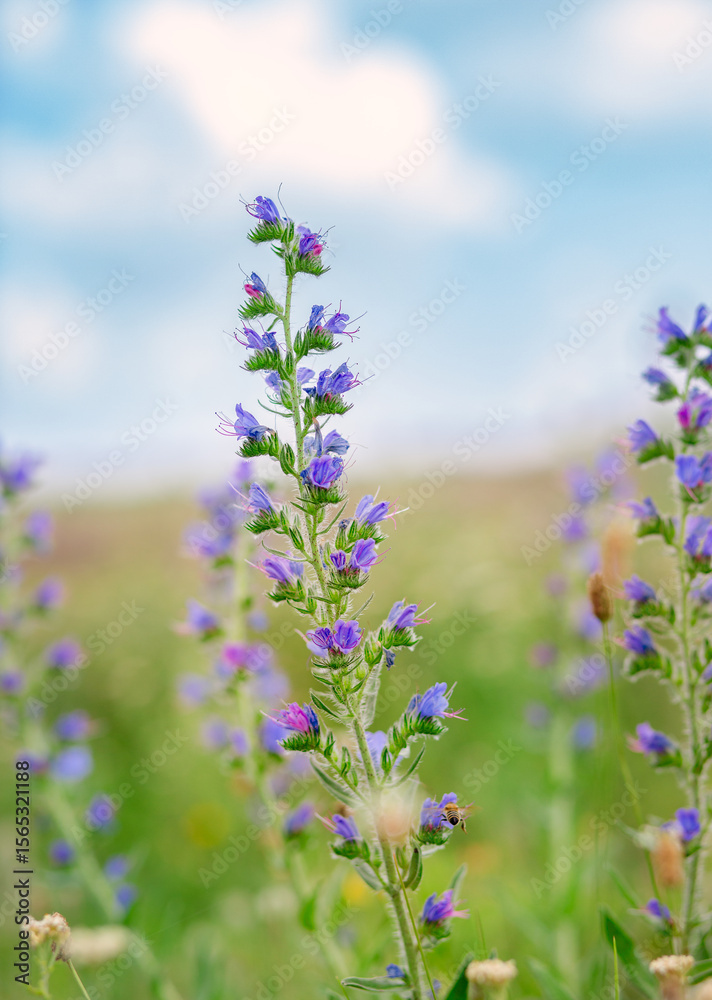 Naklejka premium Wild flowers on meadow cloudy blue sky. Summer day field grass, cloud sky. field, summer landscape