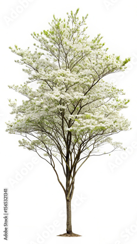 Serene Spring Dogwood Tree in Full Bloom, Isolated on White Background