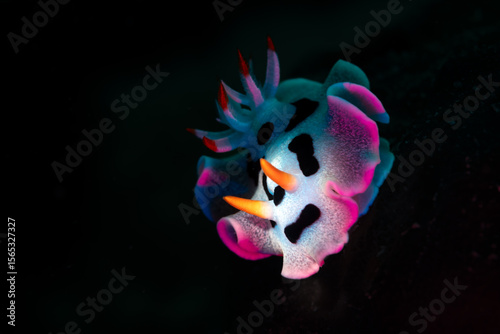 Foto Macro photography, Colorful Nudibranch at Mabul Island, Malaysia