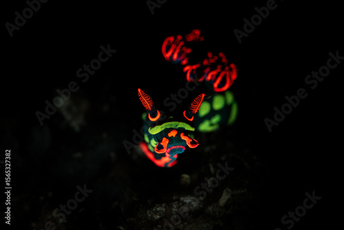 Macro photography, Colorful Nudibranch at Mabul Island, Malaysia