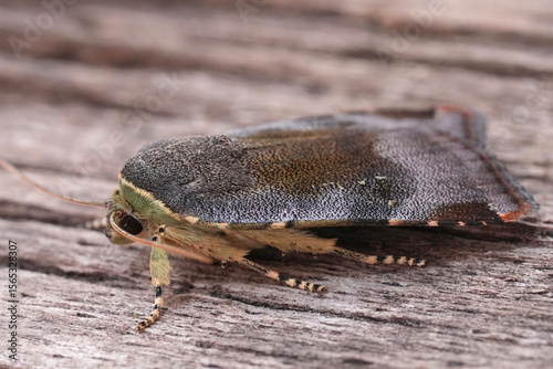 Closeup on a fresh emerged European Lesser broad-bordered yellow underwing owlet moth, Noctua janthe janthina photo