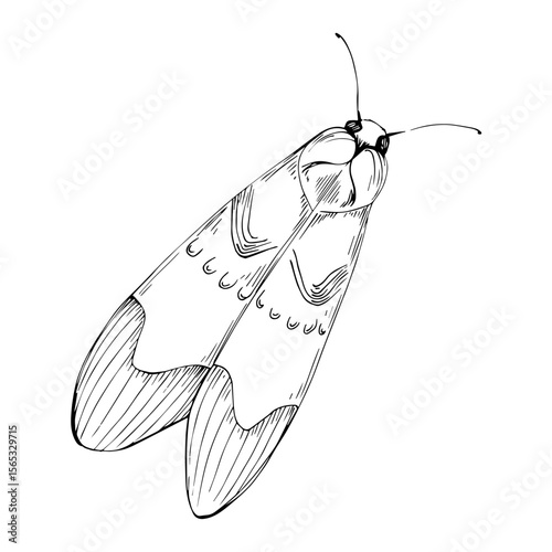 butterfly vector illustration