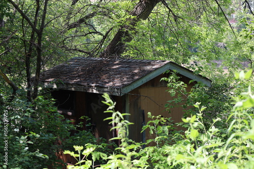 small utility building nearly hidden in dense rich boreal forest in summer sunshine