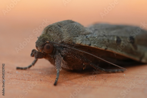 Closeup on a brown European lesser yellow underwing moth, Noctua comes on wood photo