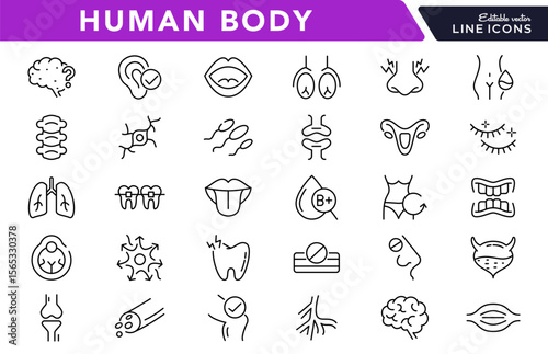 Human Body linear icon set. Organs, body parts, skeleton parts, pictograms, joint, knee, x-ray, arthritis, autoimmune, gout, inflammation line icon set. Ui thin line icon pack.