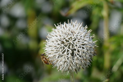 Une abeille en train de butiner sur une échinops bannticus blanche