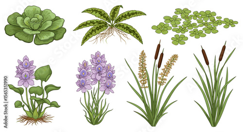 Illustration showing different types of aquatic plants including water hyacinth and cattails in detail view