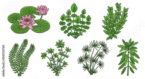 Illustration of various aquatic plants including water lilies and submerged green foliage species shown together