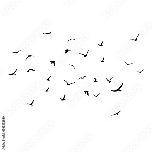 A flock of flying silhouette birds. Black on white background. Vector
