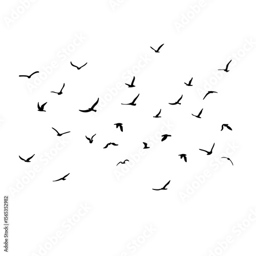 A flock of flying silhouette birds. Black on white background. Vector