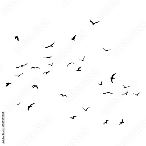 A flock of flying silhouette birds. Black on white background. Vector