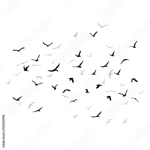 A flock of flying silhouette birds. Black on white background. Vector