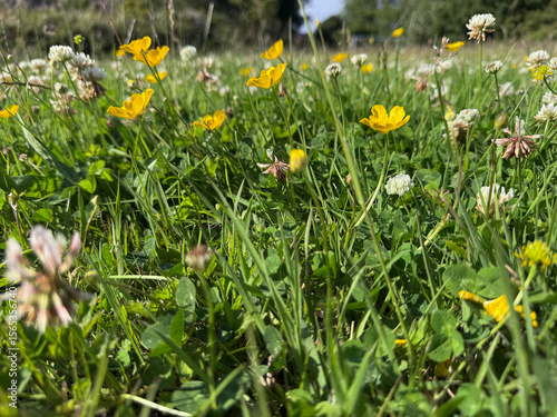 Fototapeta Naklejka Na Ścianę i Meble -  Wildflowers and clover in a summer meadow
