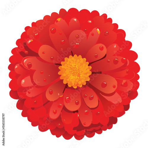 Bright Red Orange Flower Head Isolated Art