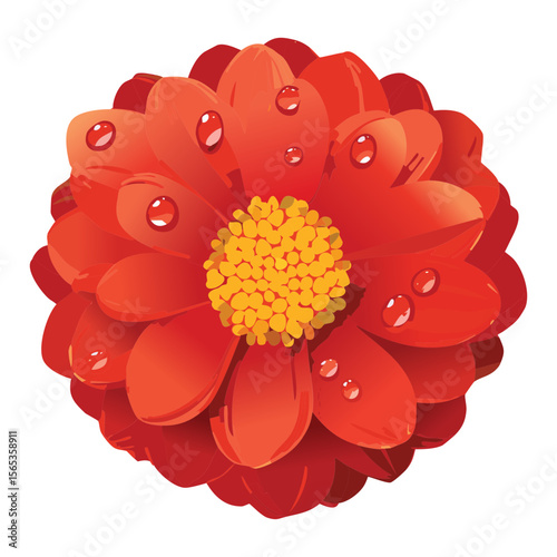 Bright Red Orange Flower Head with Dew