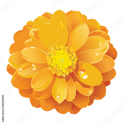 Bright Yellow Flower Head with Dew Drops