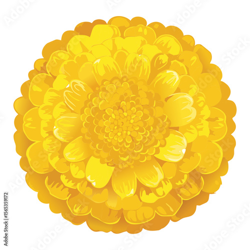 Sunny Yellow Flower Head Illustration Detail