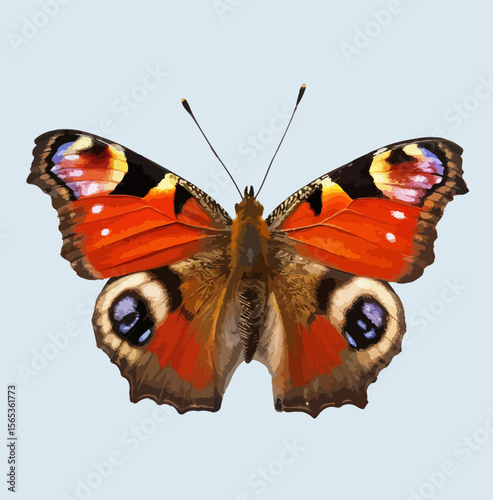 Peacock Butterfly Illustration – Vibrant Wings with Eye Spots and Nature Details