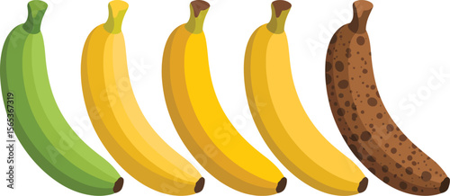 A sequence of bananas showing the ripening process from green to yellow to brown on a white background