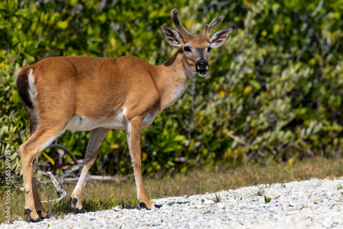 Key Deer Buck