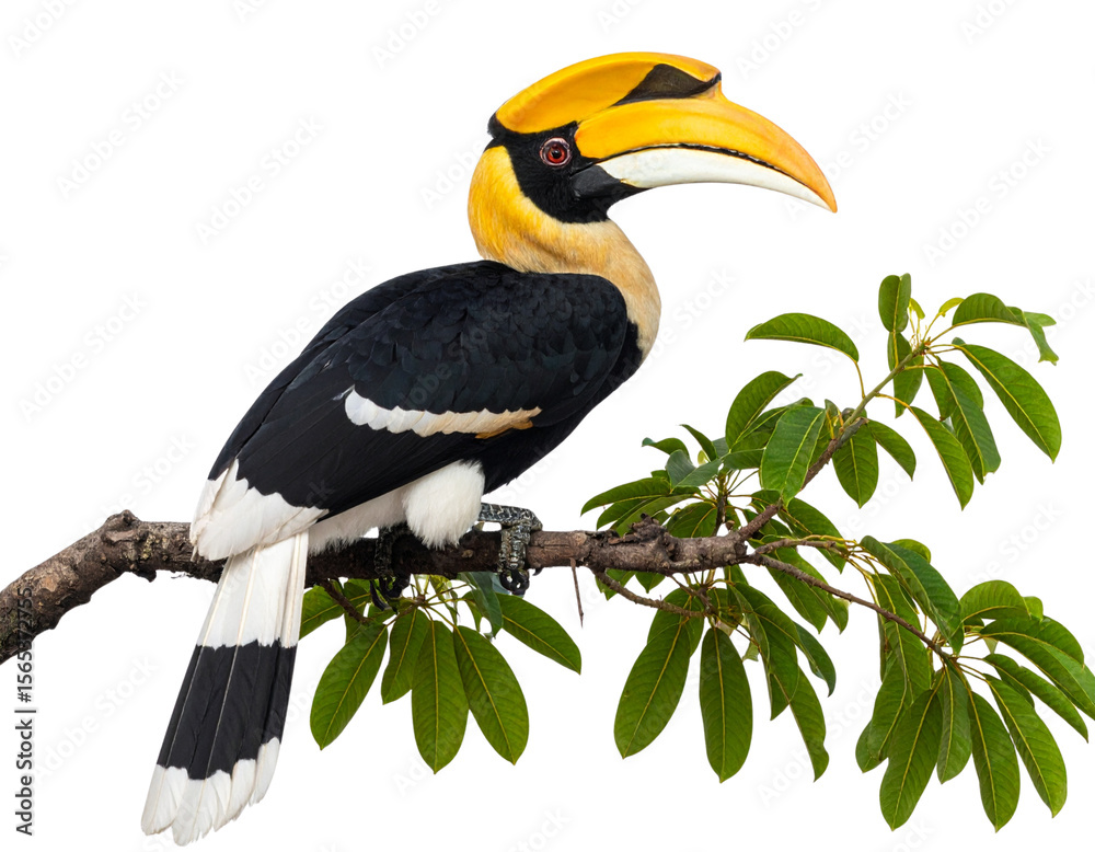 Obraz premium Hornbill Perched on a Tree Branch with Large Curved Beak, isolated on transparent background