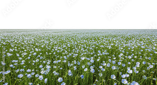 Field of flax flowers in bloom isolated on transparent background