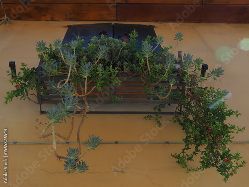 Finestra chiusa con vaso di succulente.